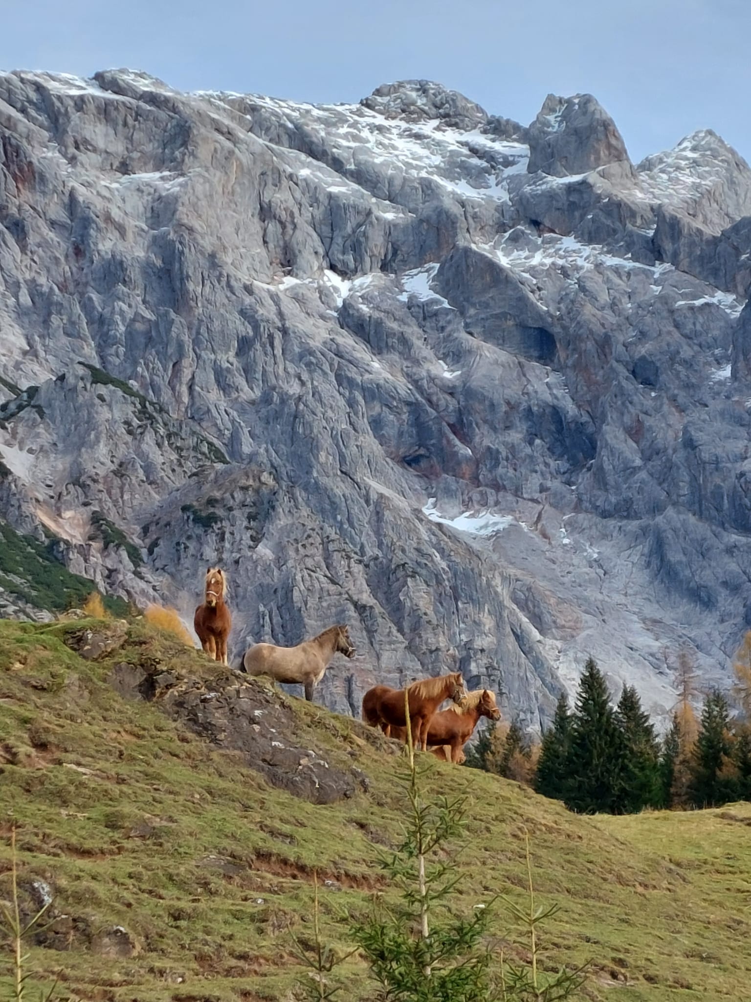 Nils – Isländer-Wallach auf der Alpenweide