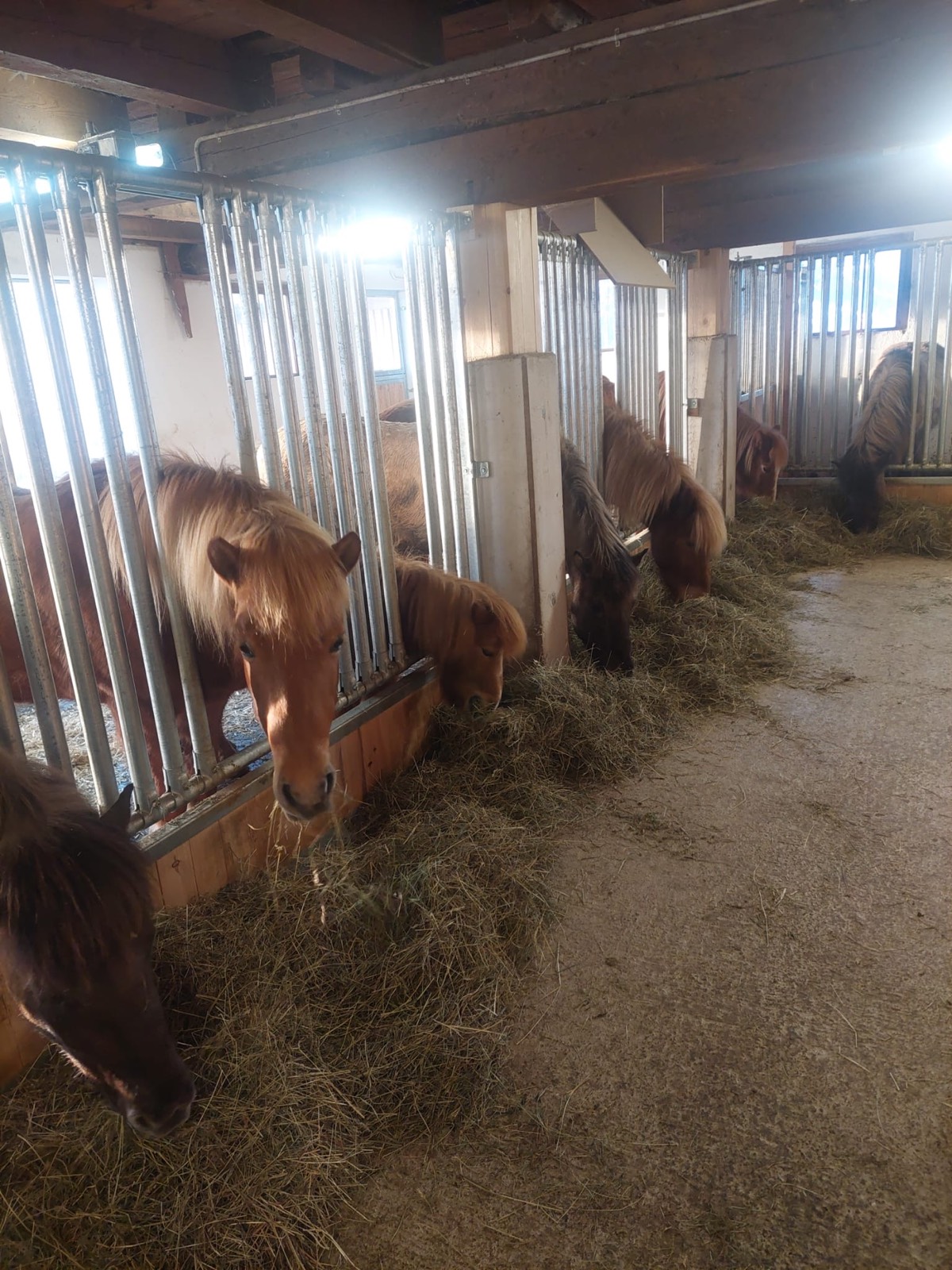 Pferde im Stall am Rohrmoosgut