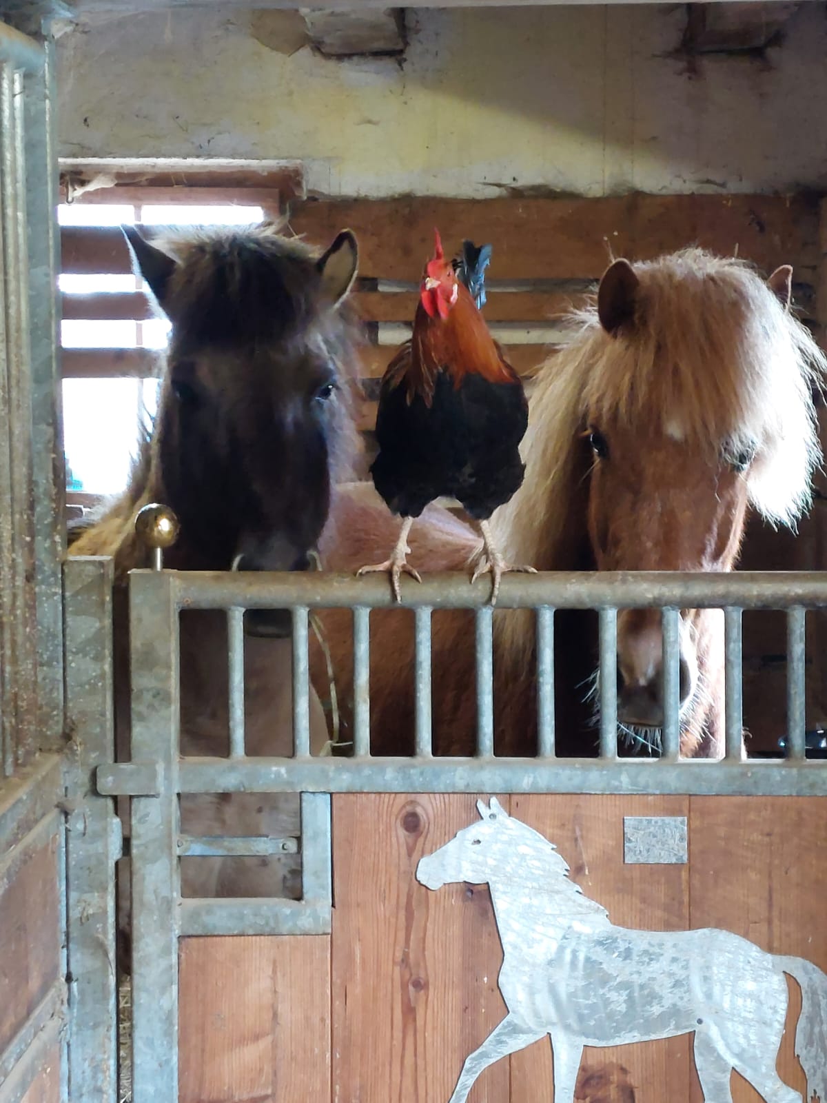 Tiere am Rohrmoosgut – Ponys und Hühner im Stall